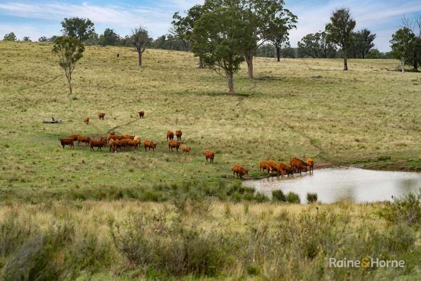 Click to view all images 733 Niangala Road Walcha NSW 2354 - Image 1