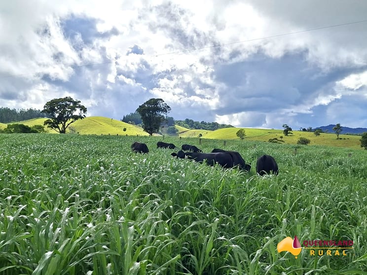Minbun QLD 4886 - Image 3