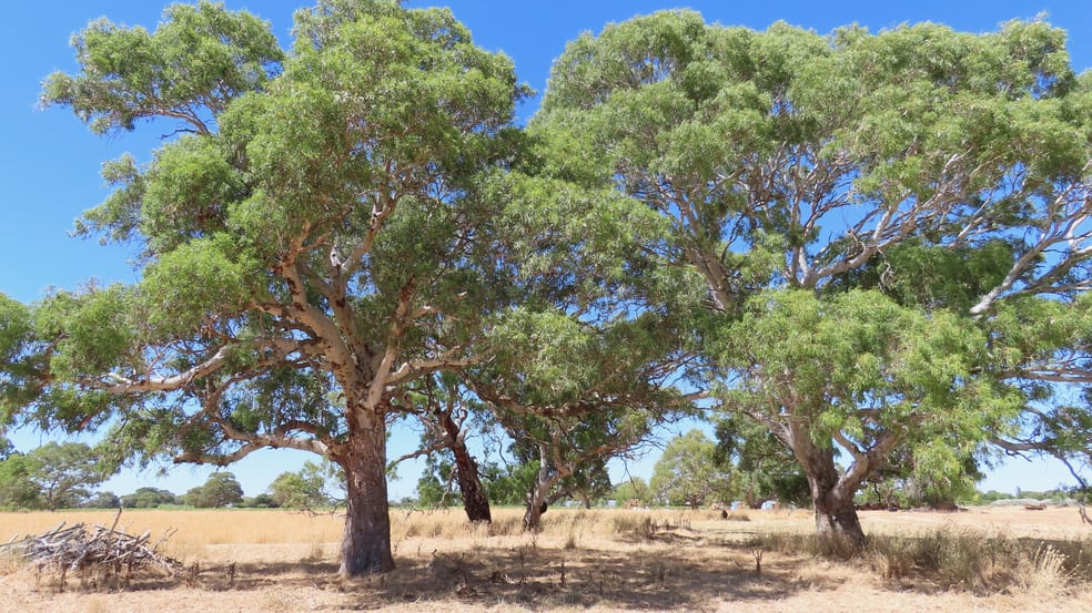 8283 Clay Wells Rd Penola SA 5277 - Image 1