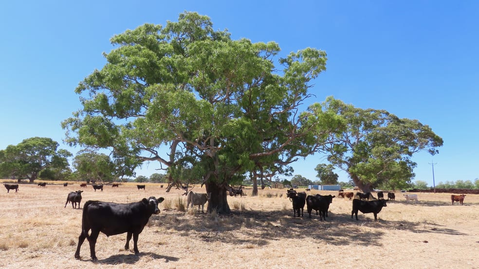 8283 Clay Wells Rd Penola SA 5277 - Image 2