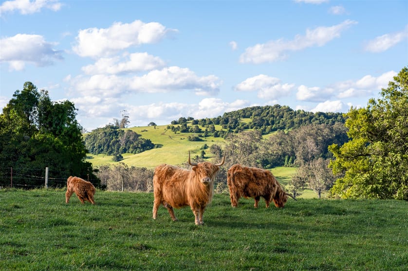 Click to view all images 4980 Illawarra Highway Robertson NSW 2577 - Image 1