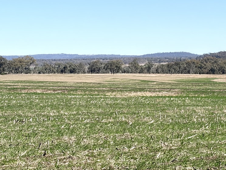 Lot 50 Rosenberger Road Wyreema QLD 4352 - Image 1