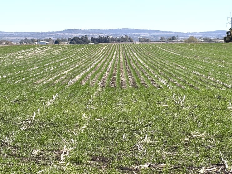Lot 50 Rosenberger Road Wyreema QLD 4352 - Image 2