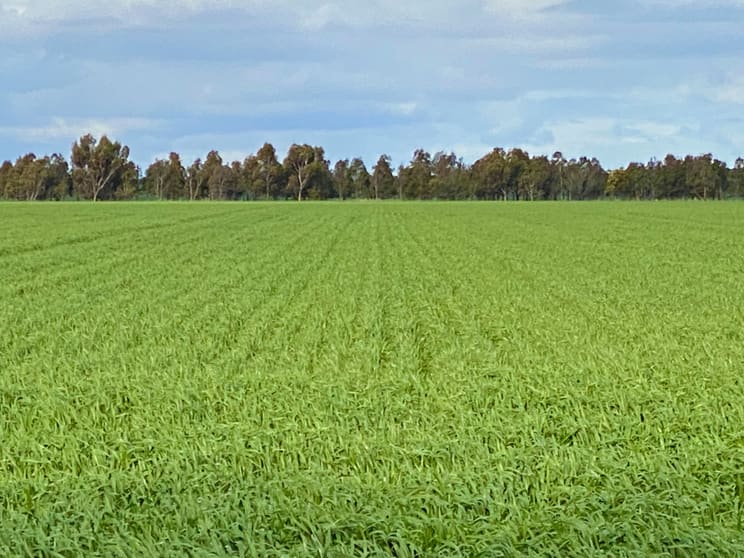 1205 Lower Darlington Road Lismore VIC 3324 - Image 1