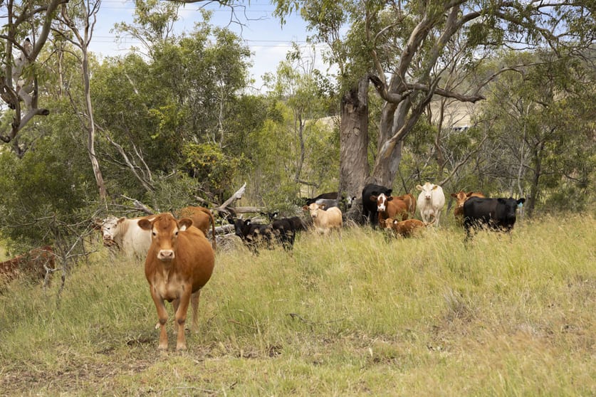 Click to view all images 36 Walkers Springs Road Preston QLD 4352 - Image 3