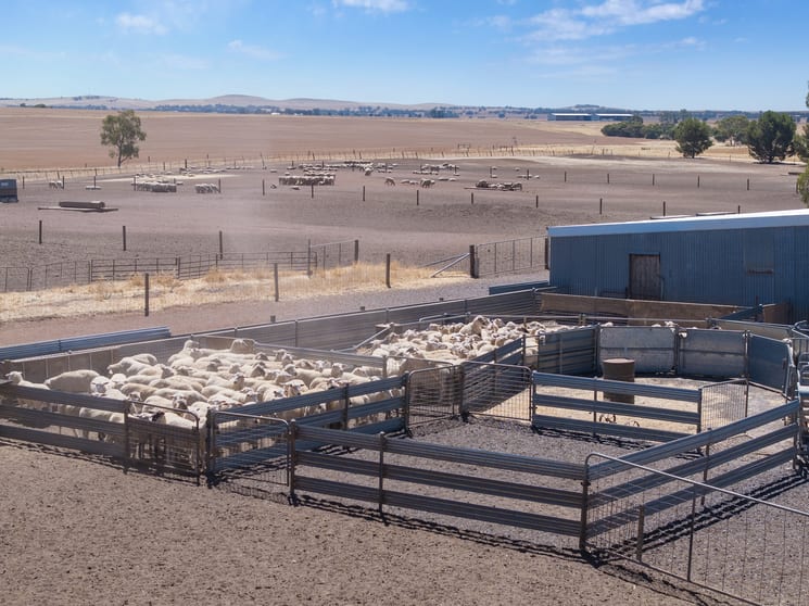 'Merilden Feedlot' Bowmans Road Manoora SA 5414 - Image 1