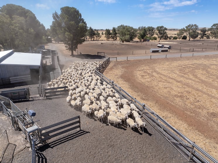 'Merilden Feedlot' Bowmans Road Manoora SA 5414 - Image 3