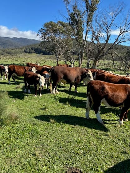 Click to view all images 102 Kain Cross Road Braidwood NSW 2622 - Image 2