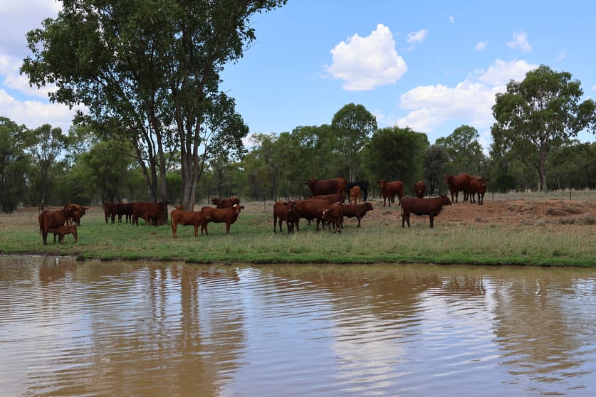 3752 Mitchell Forest Vale Road Mitchell QLD 4465 - Image 3