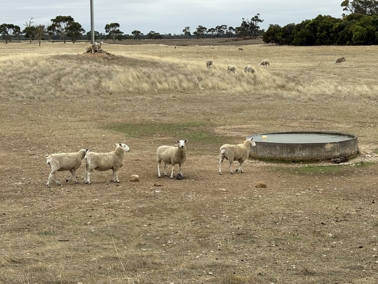 Click to view all images Sec 603 Pitcher Lane Bordertown SA 5268 - Image 2