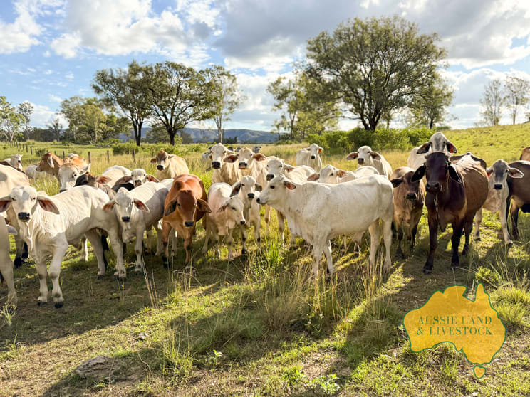 Click to view all images 527 KILLERS ROAD New Moonta QLD 4671 - Image 3