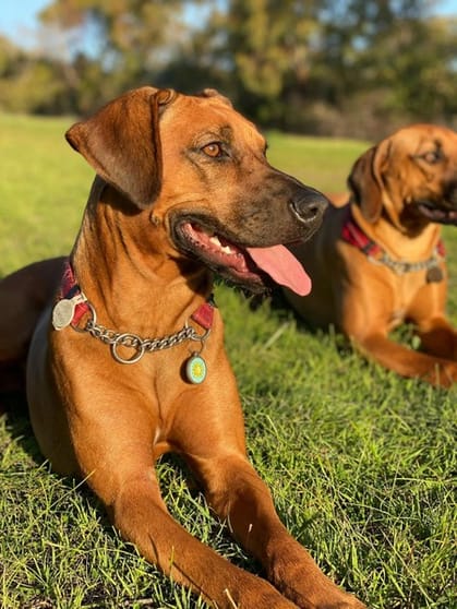 Animal Related  business for sale in Bulla - Image 3