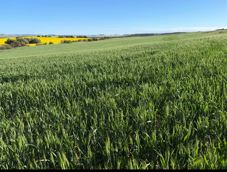 Click to view all images Lot 1 Giles Road Moonyoonooka WA 6532 - Image 3