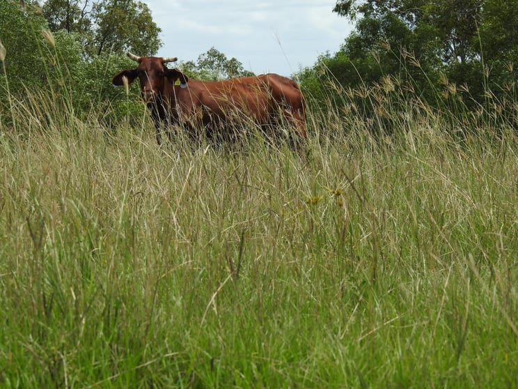 Lot 119 Ellangowan Myrtle Creek Road Ellangowan NSW 2470 - Image 3