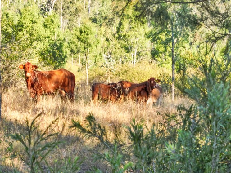 1198 Kavanaghs Road Buaraba QLD 4311 - Image 2