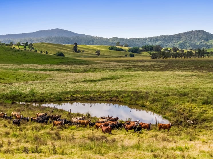 347 Summerland Way Kilgra NSW 2474 - Image 2