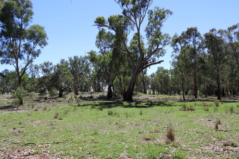 52 BENDICK MURRELL ROAD, Bendick Murrell via Young NSW 2594 - Image 3