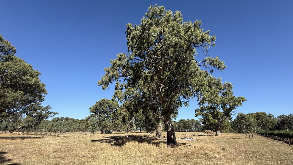 Click to view all images Allotment/2 V&A Lane Penola SA 5277 - Image 2