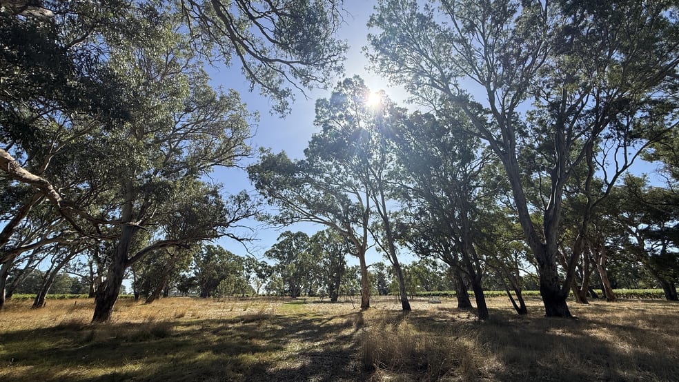 Click to view all images Allotment/2 V&A Lane Penola SA 5277 - Image 3