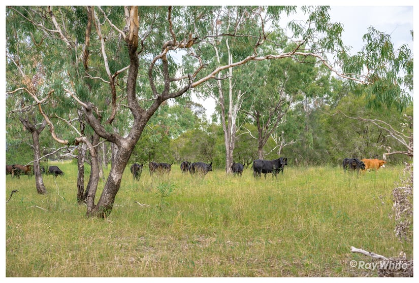 Click to view all images 253 Hunt Road Alton Downs QLD 4702 - Image 2