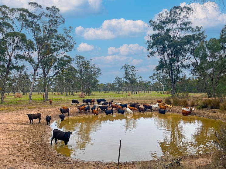 Click to view all images 10402 Newell Highway Jacks Creek NSW 2390 - Image 2