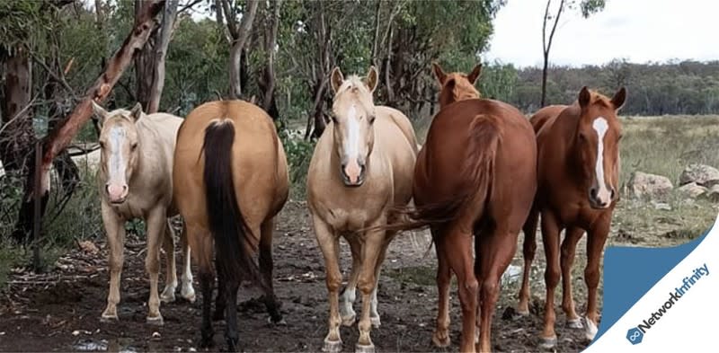 Click to view all images Animal Related business for sale in Inverell - Image 1