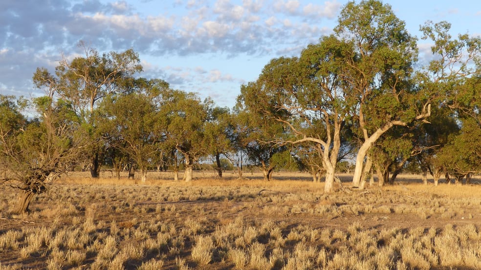 Click to view all images Warren NSW 2824 - Image 3
