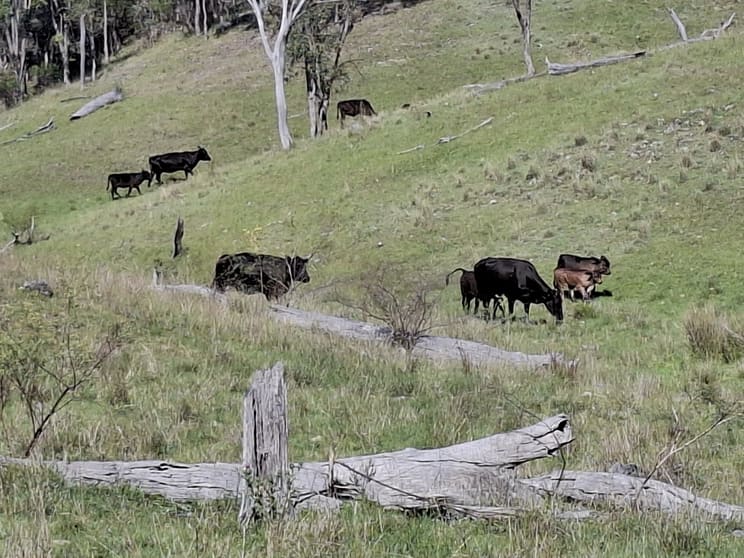 Click to view all images Lot 14 Silver Spur Redgate Road Silver Spur QLD 4385 - Image 2