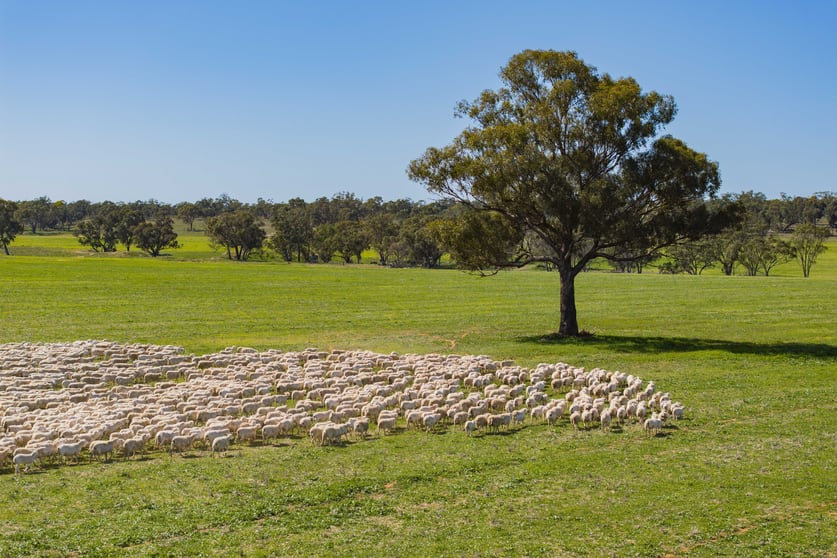 Click to view all images 289 Kamarah Road Narrandera NSW 2700 - Image 2