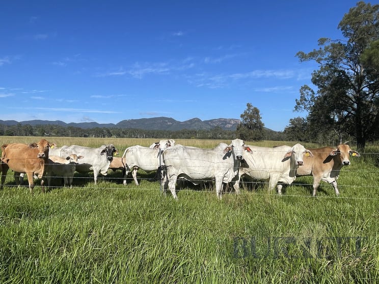 Click to view all images 98/ Maryborough Biggenden Road Lakeside QLD 4621 - Image 2