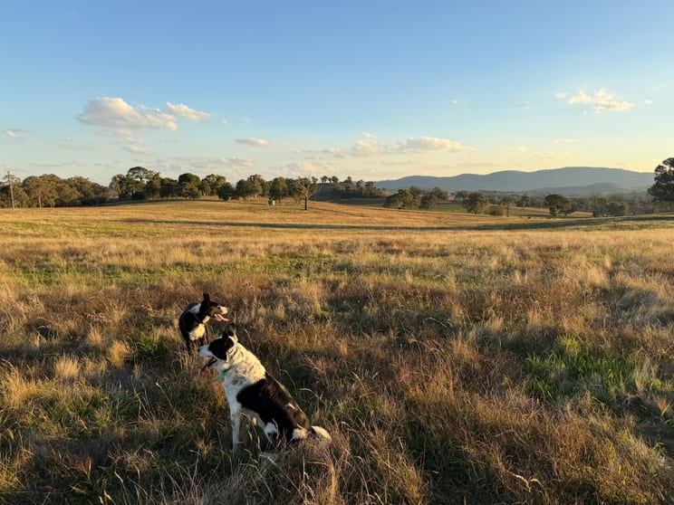 Click to view all images Camerons Hill Lot 17 Reynolds Lane Binalong NSW 2584 - Image 1