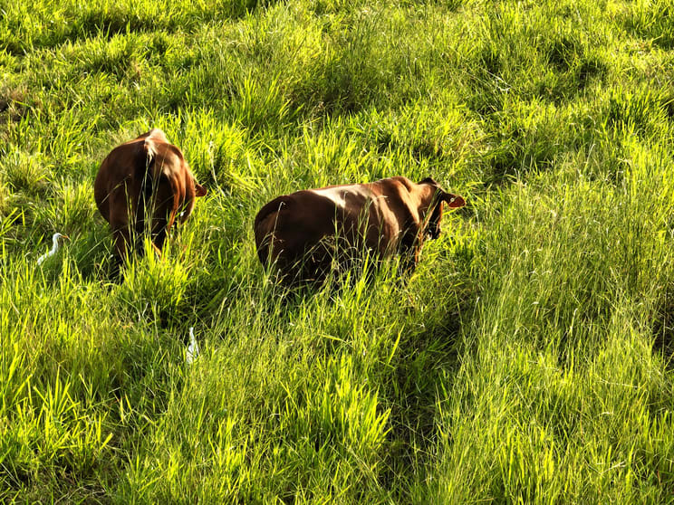 Click to view all images Crebers Road Devereux Creek QLD 4753 - Image 2