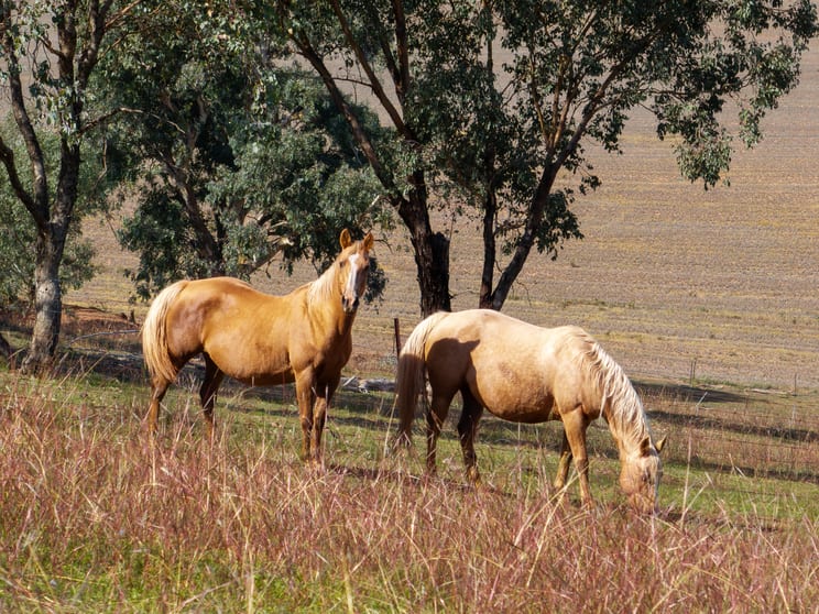 167 Cultowa Lane (Billimari) Canowindra NSW 2804 - Image 3