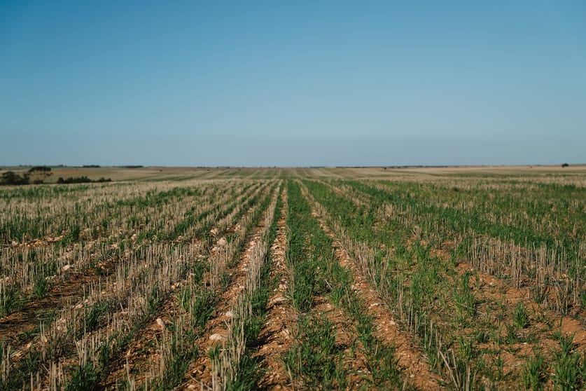 Stirlings Loxton SA 5333 - Image 3