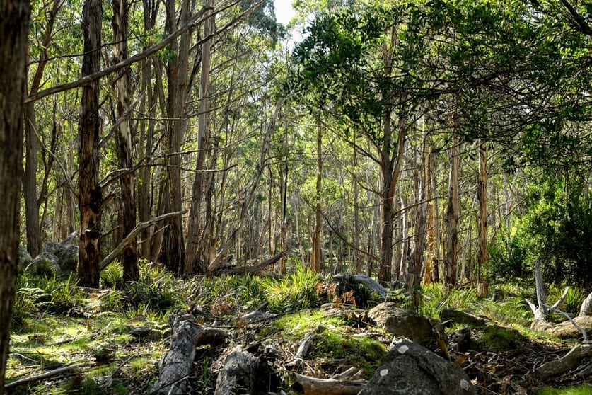 Click to view all images "Tozers" Lot 96 Kybeyan Road Kybeyan NSW 2631 - Image 2