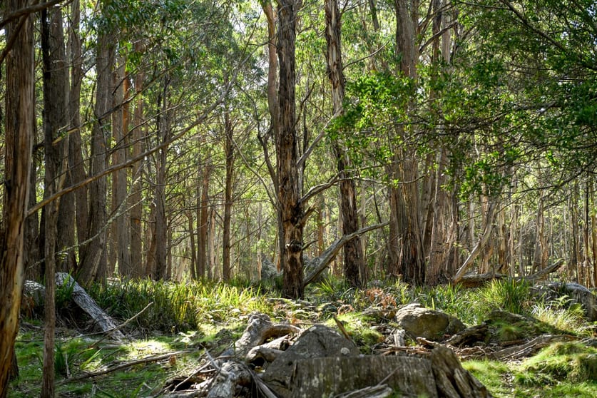Click to view all images "Tozers" Lot 96 Kybeyan Road Kybeyan NSW 2631 - Image 3