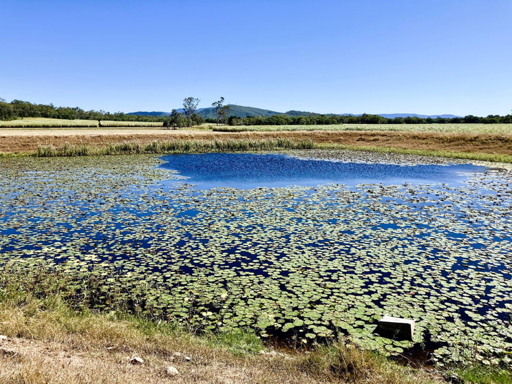 Cone Creek Road Koumala QLD 4738 - Image 3