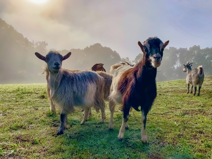 Click to view all images Rural & Farming business for sale in Byron Bay - Image 2
