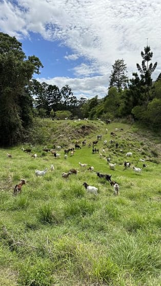 Click to view all images Rural & Farming business for sale in Byron Bay - Image 3