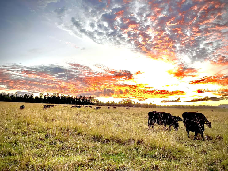 Click to view all images Casino NSW 2470 - Image 3