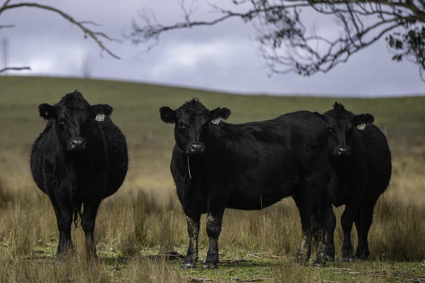 Click to view all images "Camena" 12921 Kempsey Road Armidale NSW 2350 - Image 2