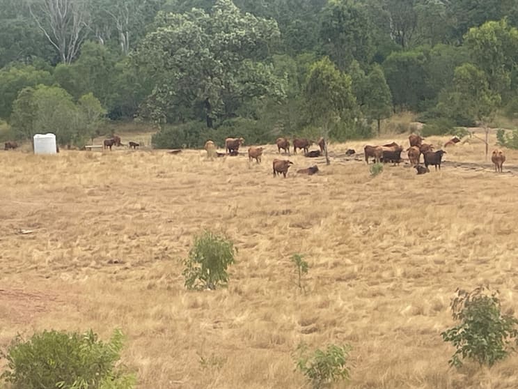 Click to view all images 1467 Tablelands Rd Wooderson QLD 4680 - Image 2