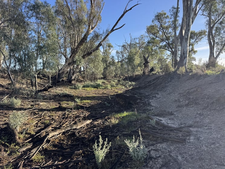Click to view all images 1500 Murrabit-Swan Hill Road Gonn NSW 2732 - Image 3