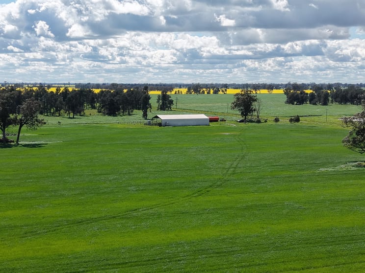 Click to view all images 1 Humeden Road Collendina NSW 2646 - Image 3