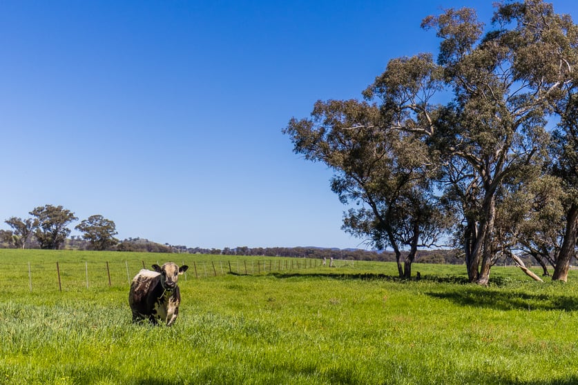 2510 Henry Lawson Drive Gulgong NSW 2852 - Image 2