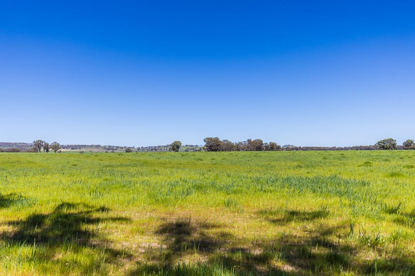 2510 Henry Lawson Drive Gulgong NSW 2852 - Image 3