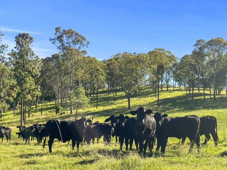 Click to view all images 1322 Nukku Mt-Binga Road Mount Binga QLD 4314 - Image 1