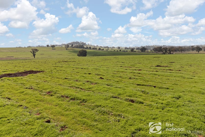 Click to view all images 46 Shiraz Drive Gulgong NSW 2852 - Image 3