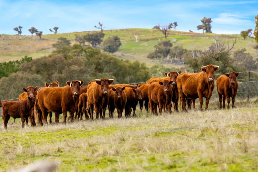 Click to view all images 270 Mulgowrie Road, Crooked Corner Crookwell NSW 2583 - Image 1
