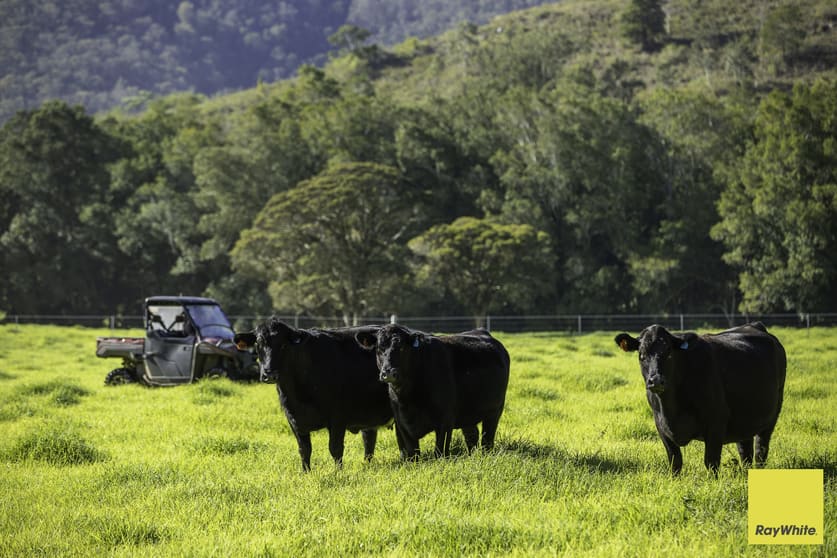 367 Terreel Road Wards River NSW 2422 - Image 3